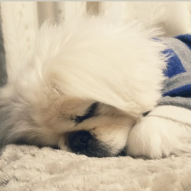 yukagomaさんの実例写真