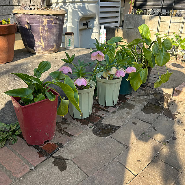 botanさんの部屋