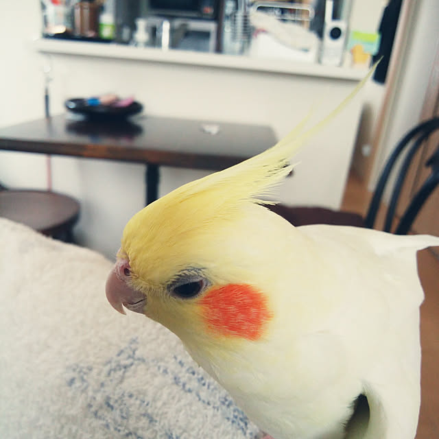 pontaさんの実例写真
