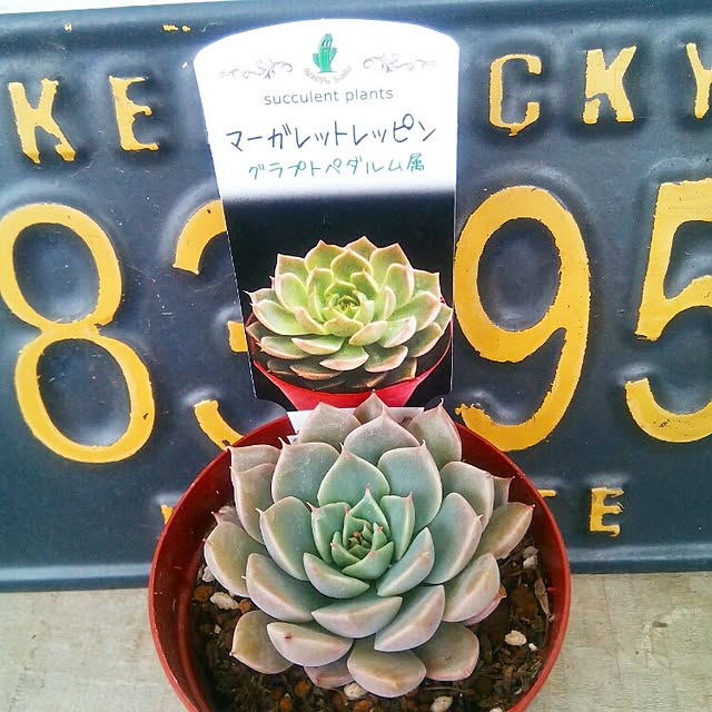 VERANDARJUNさんの実例写真