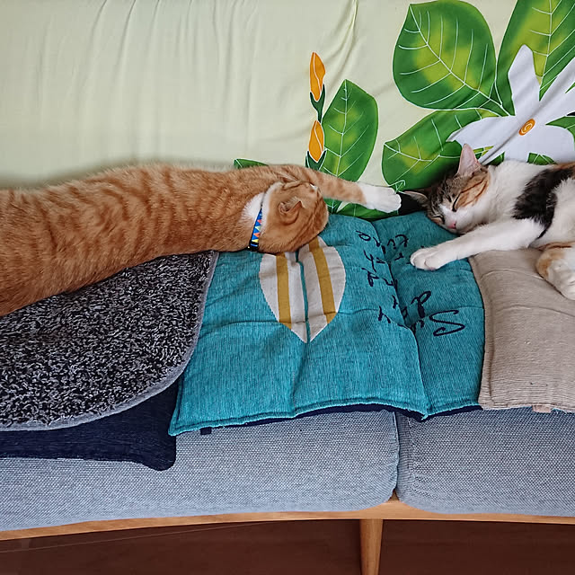 akiさんの実例写真