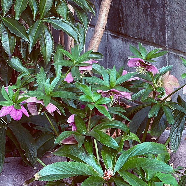 chacoさんの部屋