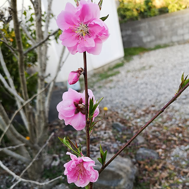 部屋全体/庭の花/桃の花/季節の花/庭のインテリア実例 - 2019-03-24 21:36:33