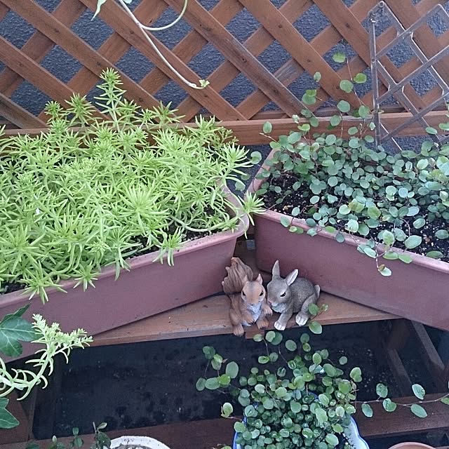 玄関/入り口/観葉植物のインテリア実例 - 2014-04-25 12:57:02