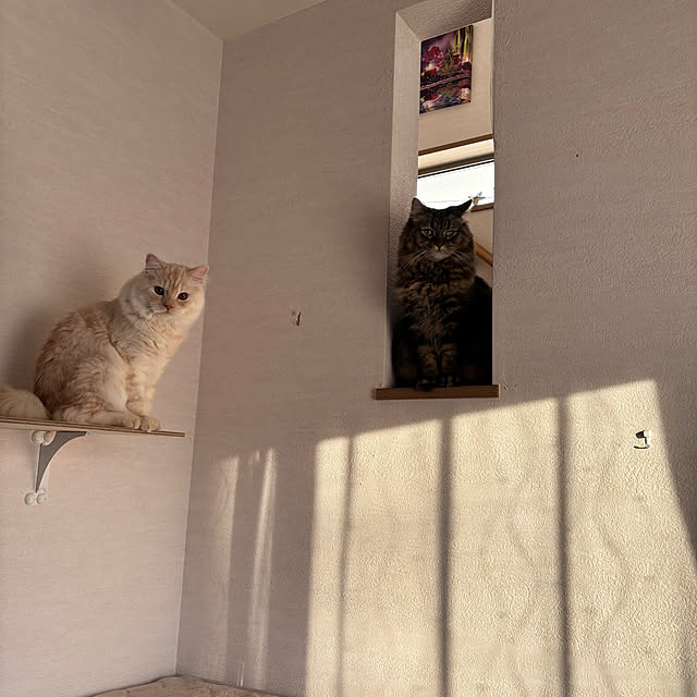 nyankichiさんの実例写真