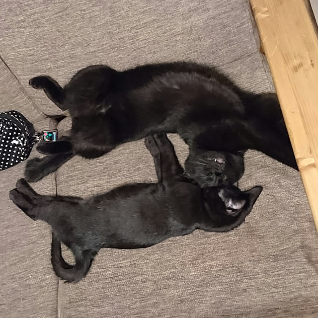 shiiiさんの実例写真