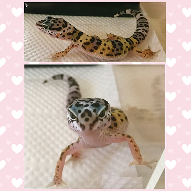 HappyRoseさんの実例写真