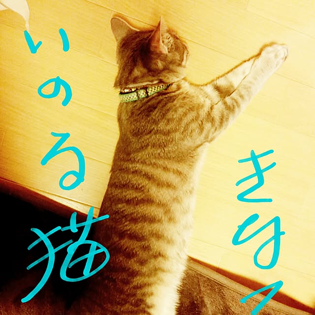oyumiさんの実例写真