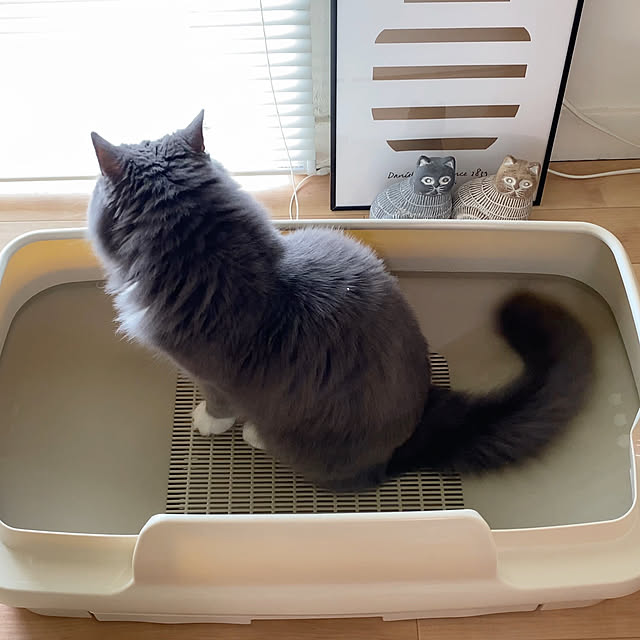 mangomilkさんの部屋