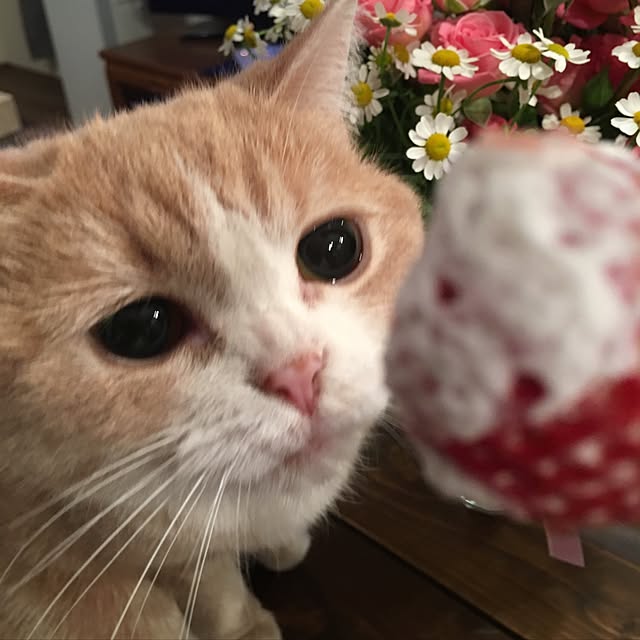 maruさんの実例写真