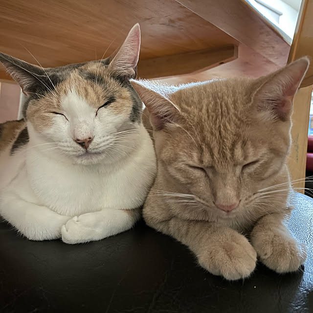 y_09khsm23さんの実例写真