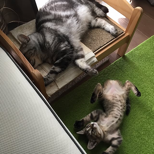 mikomaruさんの実例写真