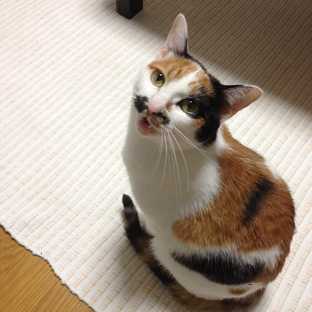 Kinanさんの実例写真