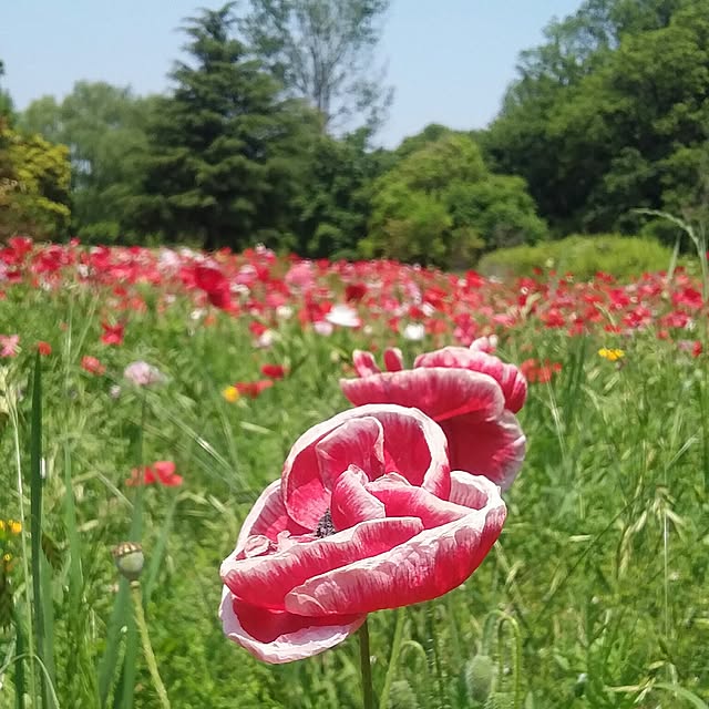 yukkoさんの実例写真