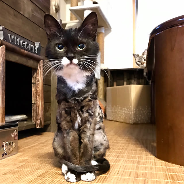 butachanさんの実例写真
