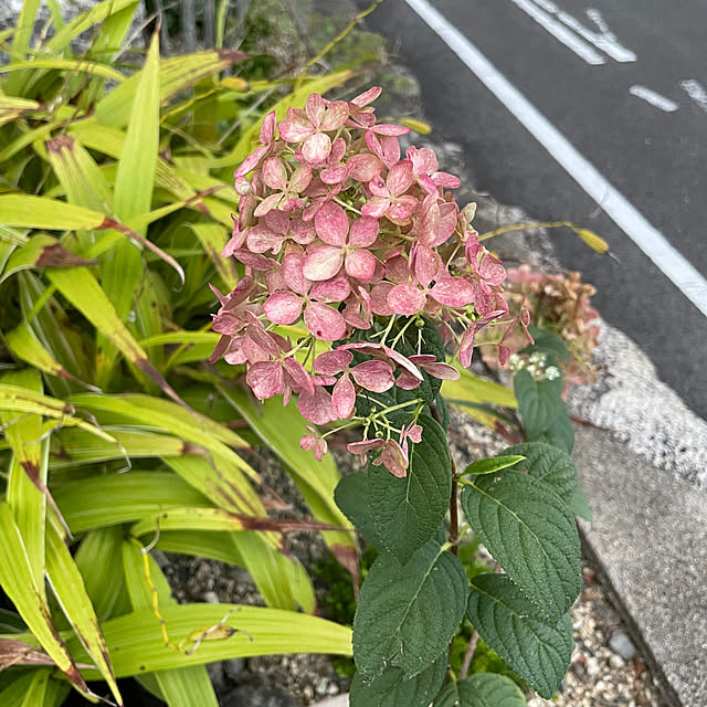 shin0719さんの実例写真