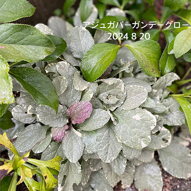 buchiさんの部屋