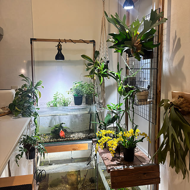 greycatsさんの実例写真