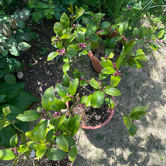 Virolさんの部屋