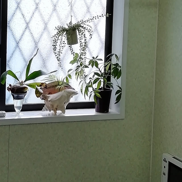 satochiさんの実例写真