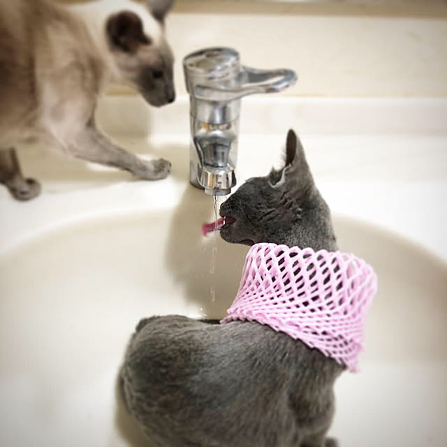 mujinekoさんの実例写真