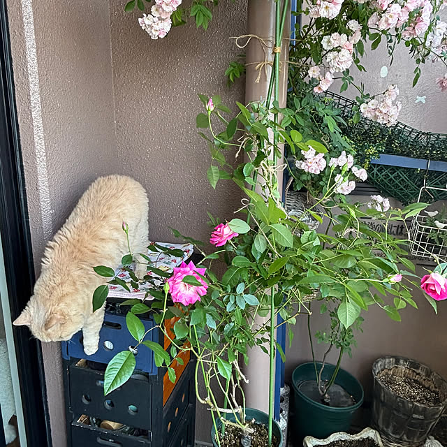 naokoさんの部屋