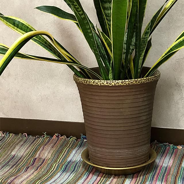 KirinPandaさんの実例写真