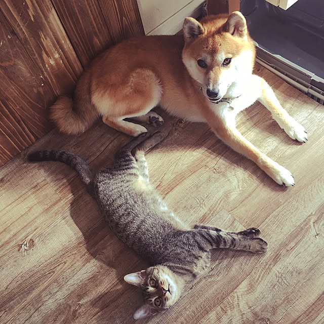 machaさんの実例写真