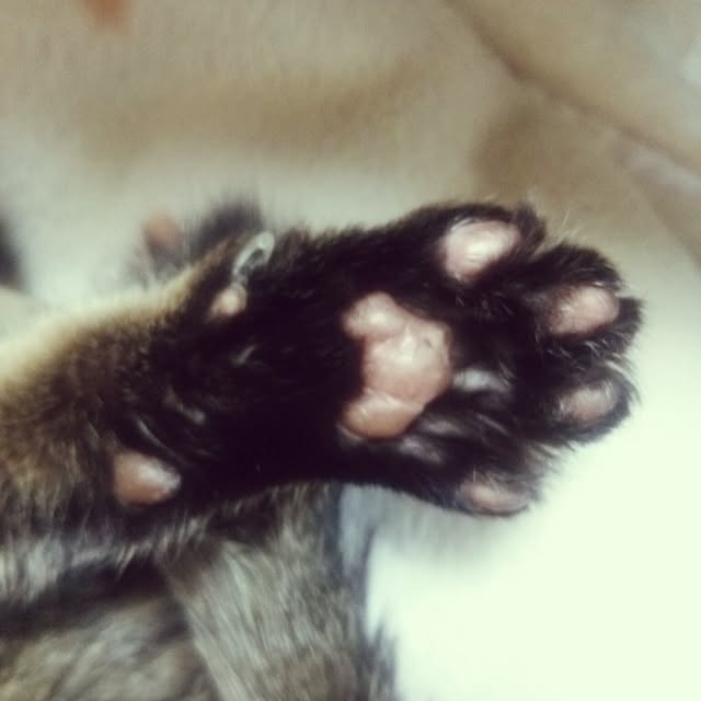 猫の肉球のインテリア実例 | RoomClip(ルームクリップ) 猫の肉球のインテリア実例 | RoomClip(ルームクリップ)