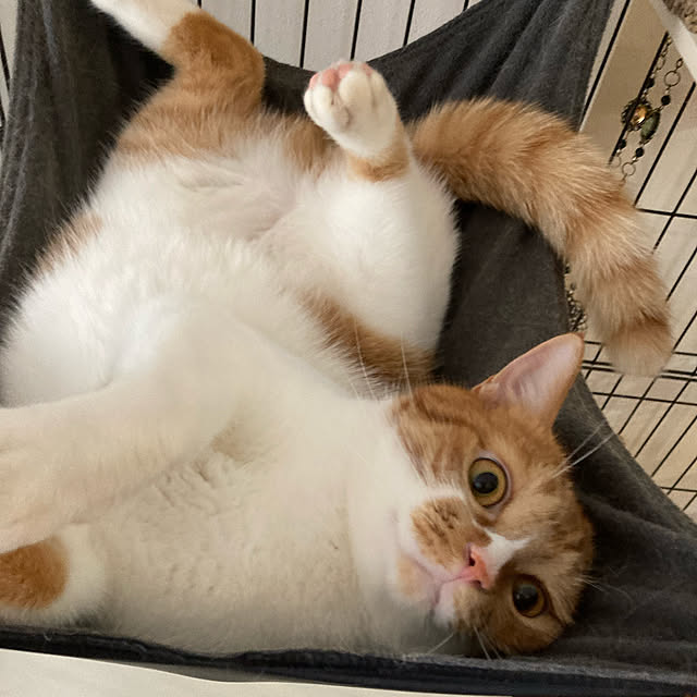 Kobamiさんの実例写真