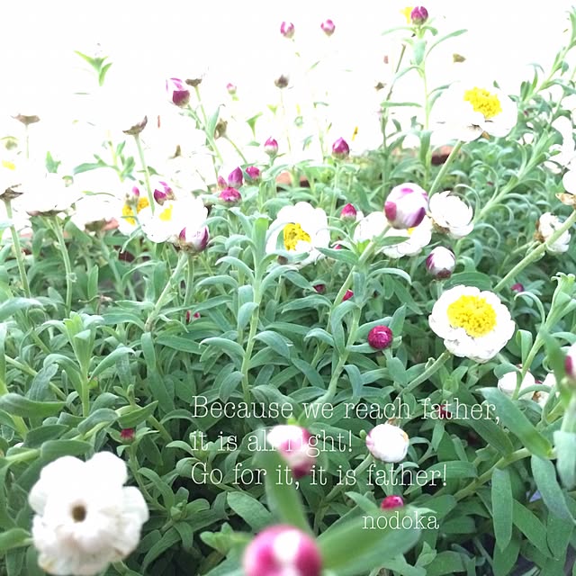 nodokaさんの実例写真