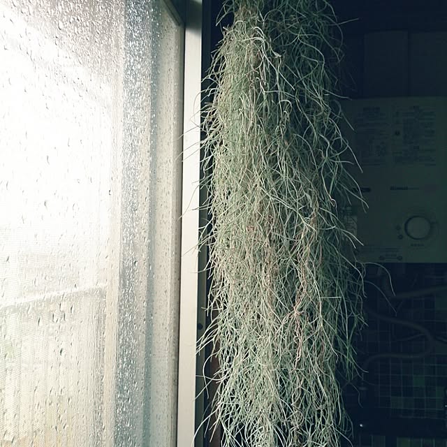 miporin0711さんの実例写真