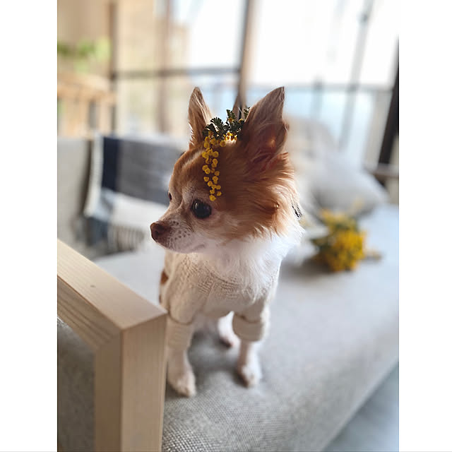 naomi426さんの実例写真