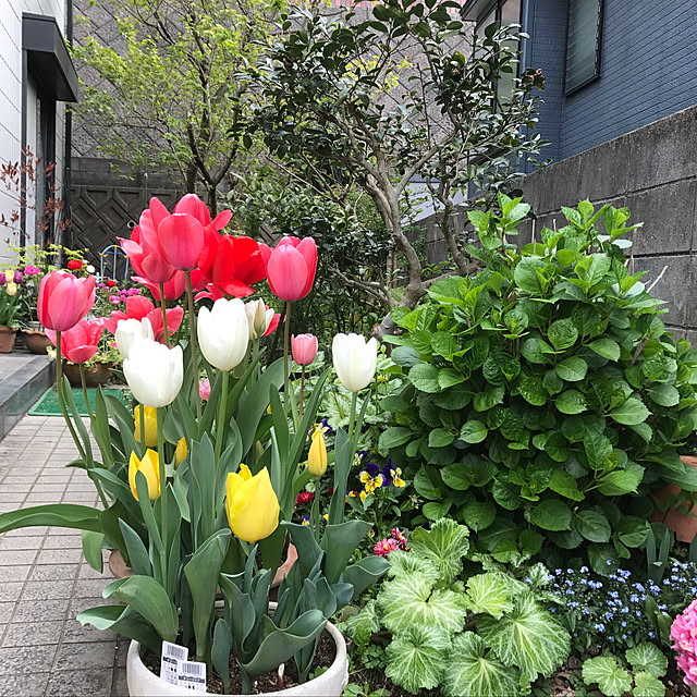 kazuchanさんの実例写真