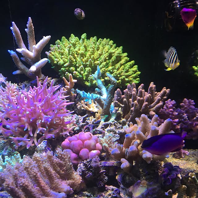 aquarium_seaさんの実例写真