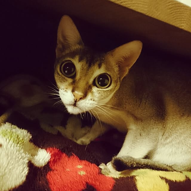 Jcさんの実例写真