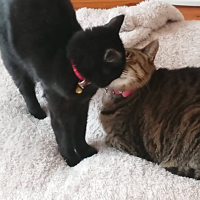 ruuさんの実例写真