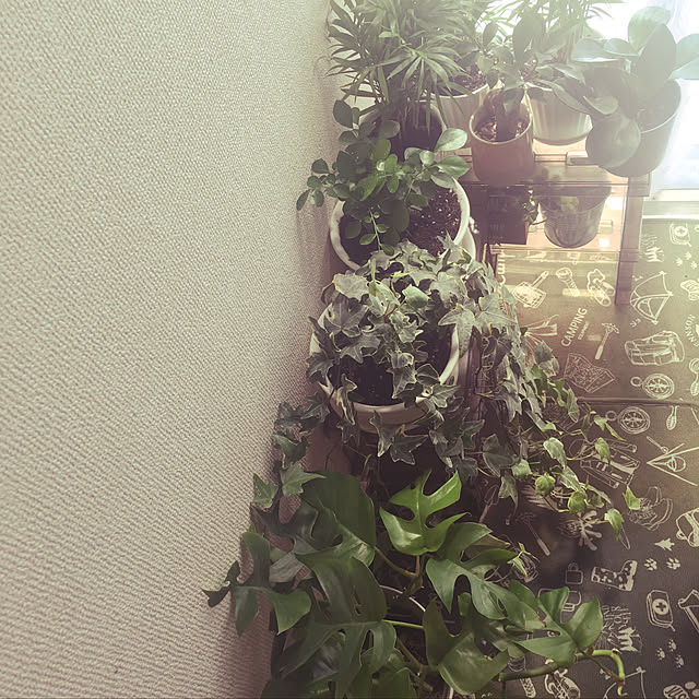 irohaさんの実例写真