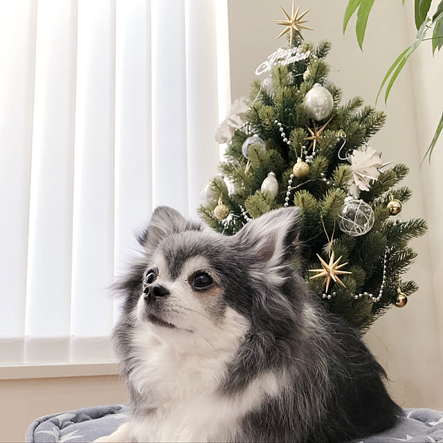 noelさんの実例写真