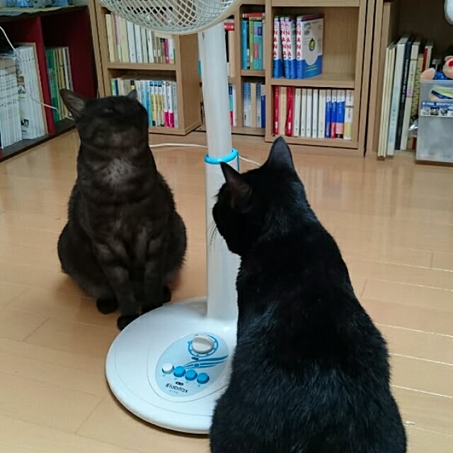 udonさんの実例写真