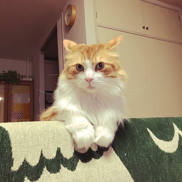 uchidaizuさんの実例写真