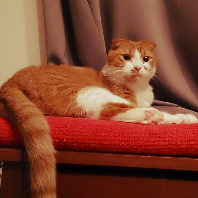 Sachiさんの実例写真