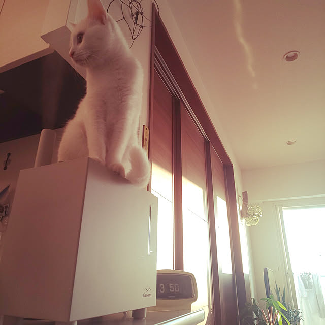 necoさんの実例写真