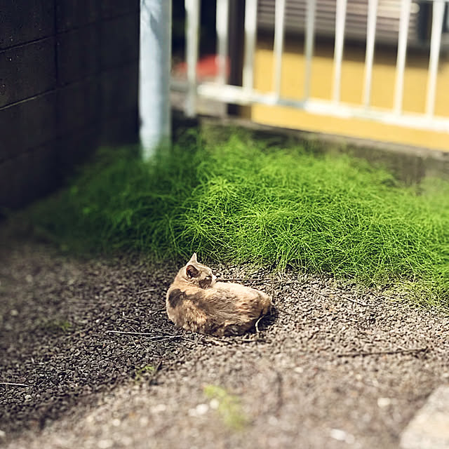 rikkanさんの実例写真