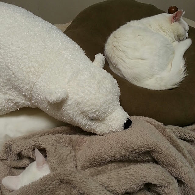 Ohigeさんの実例写真