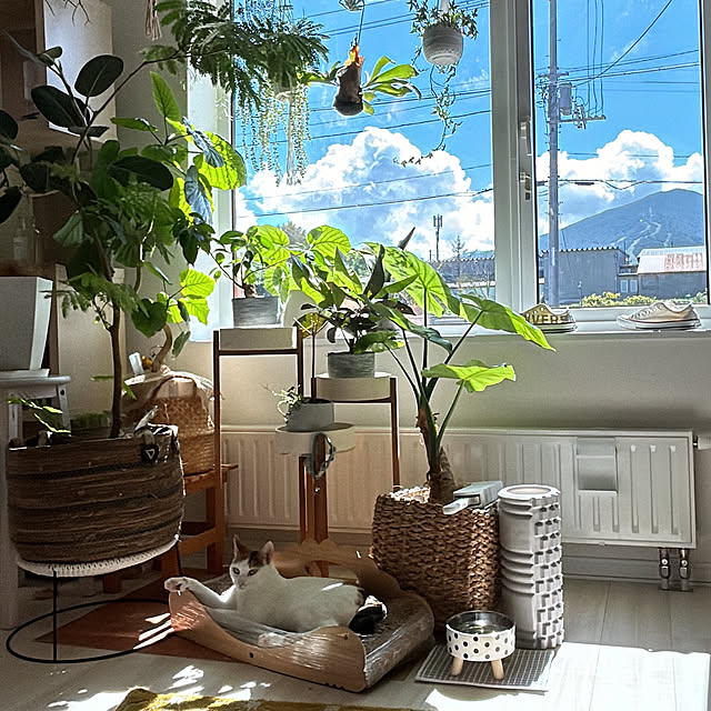 実例写真