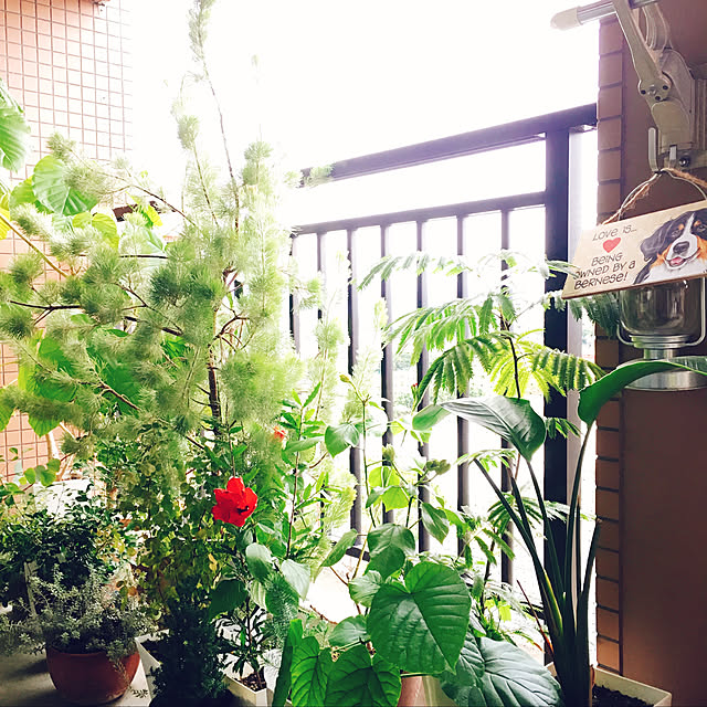saramamaさんの実例写真