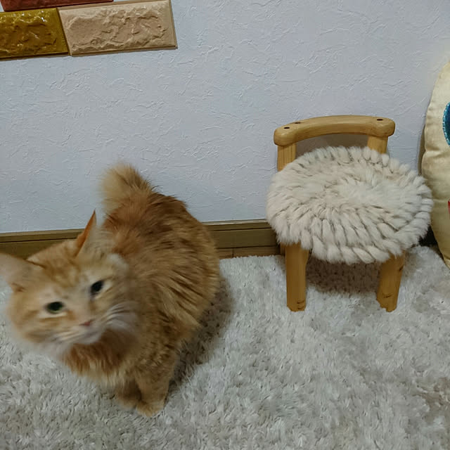 uchizukonyanさんの実例写真