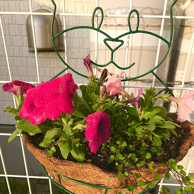 Shinさんの実例写真
