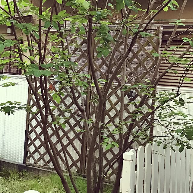 makkoさんの実例写真